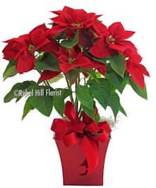 Nashville Florist Same Day Flower Delivery Rebel Hill Tn Nature S Finest Holiday Blossoms
